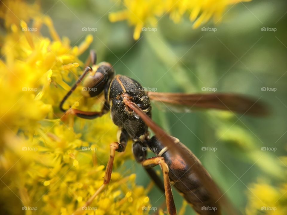 Wasp on Goldenrod