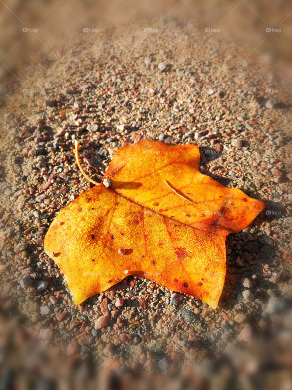 autumn leaf resting for a while