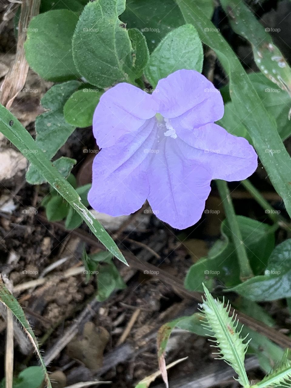 Portrait of a plant.