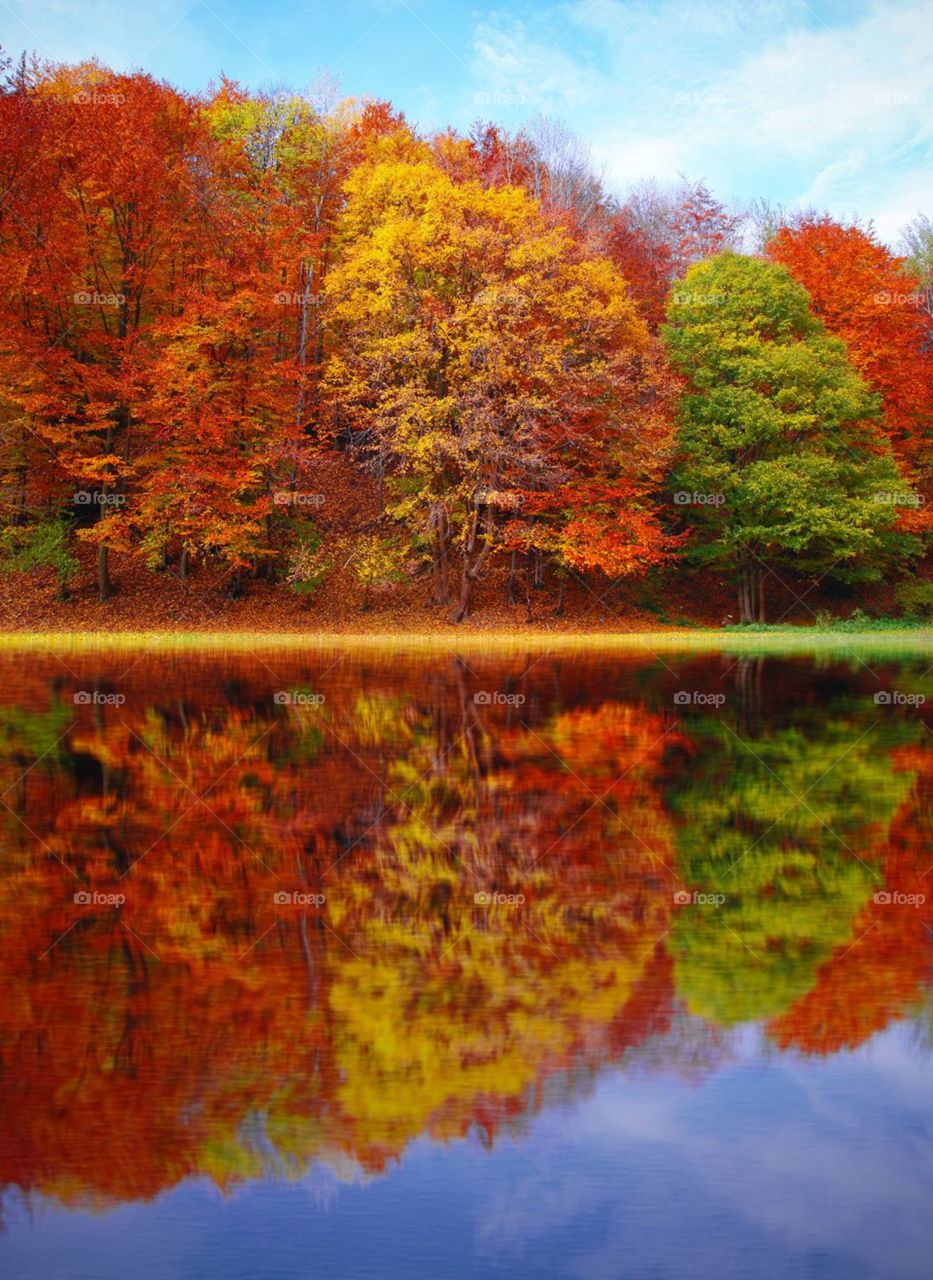 Trees color trees water reflection 