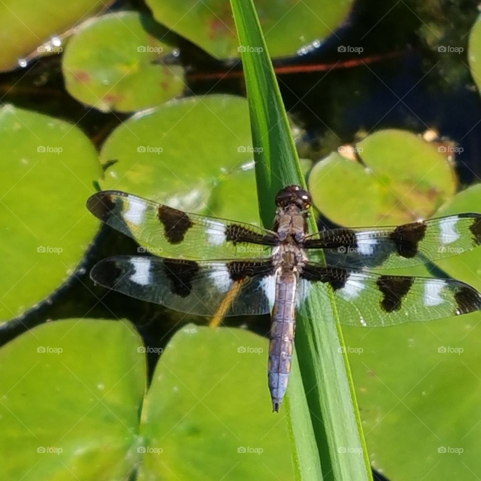 High angle view of dragonfly