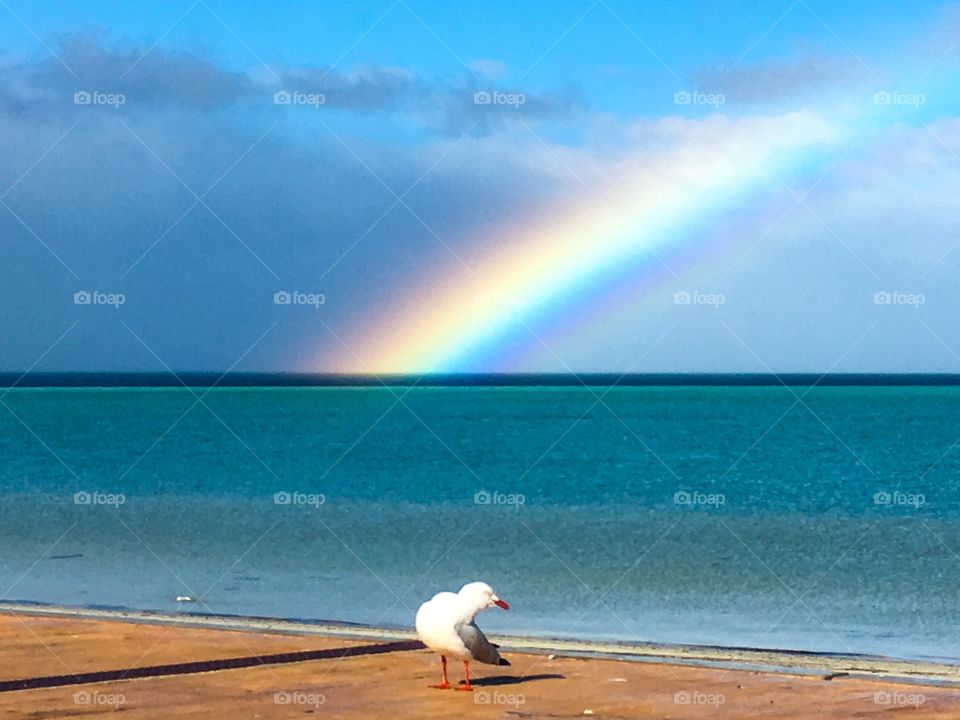 Bright colourful rainbow over ocean seagull foreground
