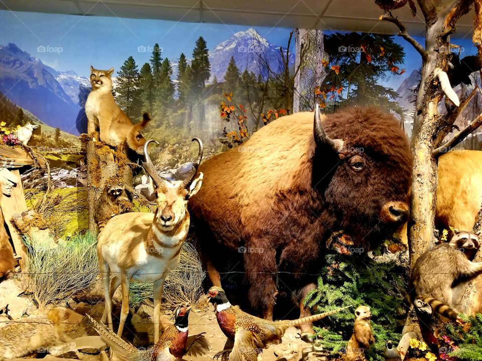 Taxidermy Display in Montana/ Wyoming