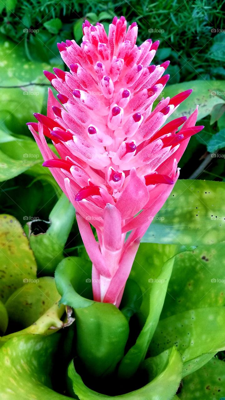 hot pink bromeliad