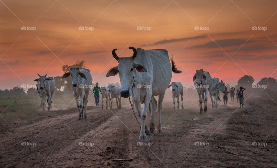 Cattles walking on the road
