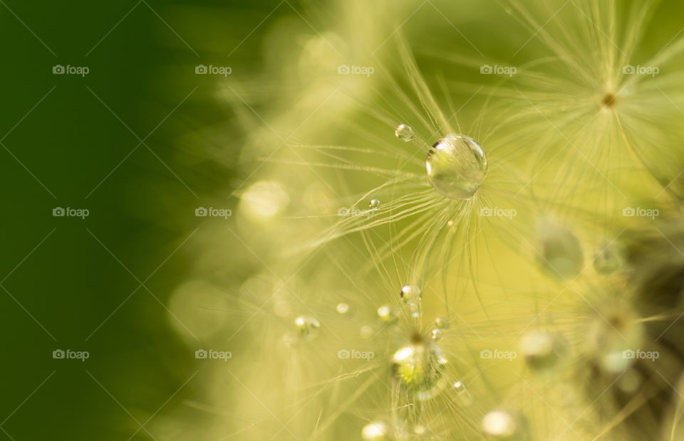 Dew drop on dandelion