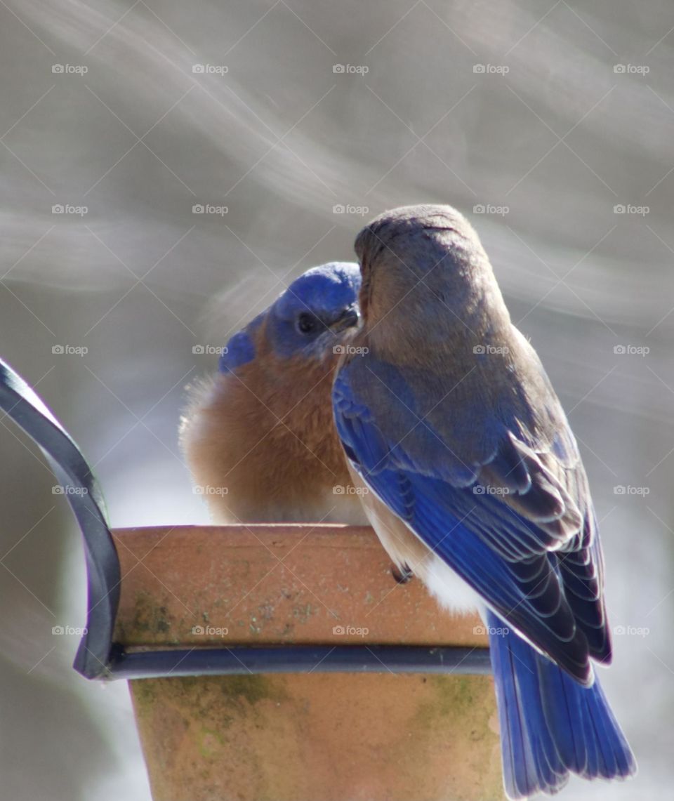 A grumpy female bluebird