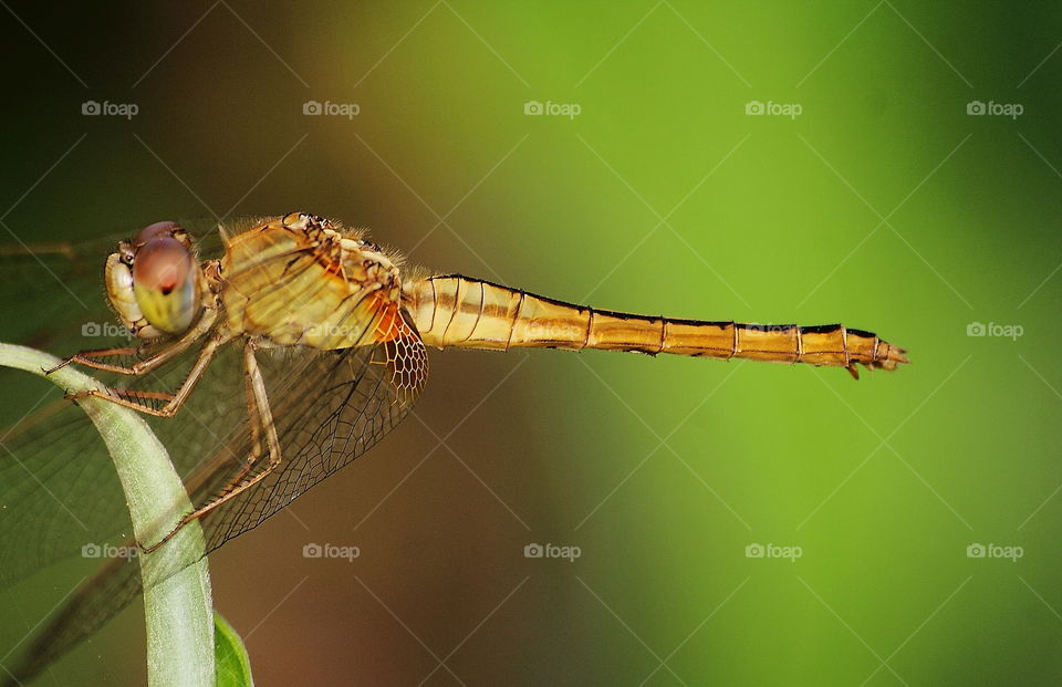 Scarlet skimmer. Yellowish female of body side. Adultery dragonfly to the dusky colouring and completely of body part for identify. Head, thorax, and abdomen - tailed. Six knee as three pair as colouring yellowish too. Habitat of the open-land.