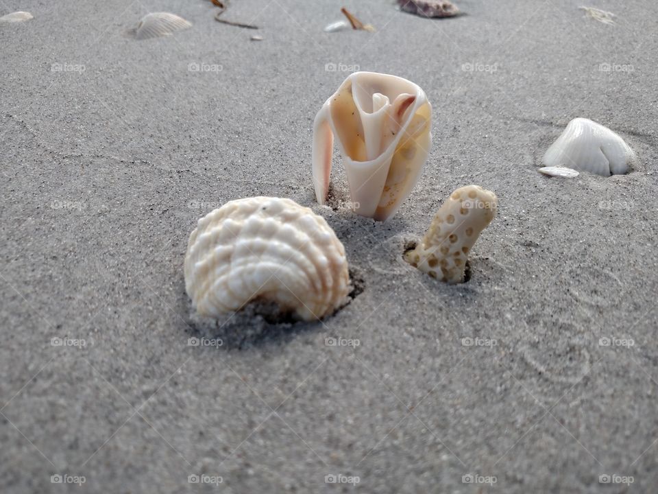 Shells with coral.