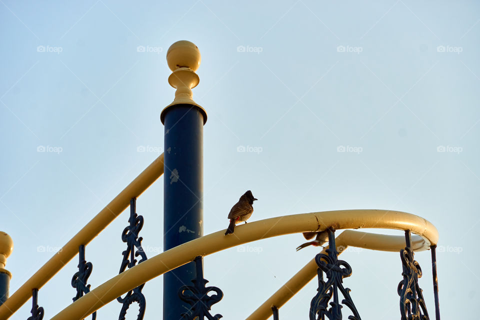 Scenic - Red vented bulbul bird - Standing on steel rails