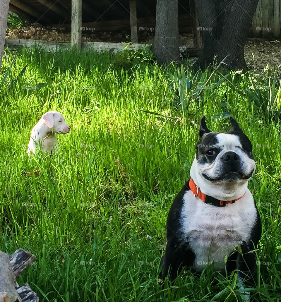 Pups on the hillside