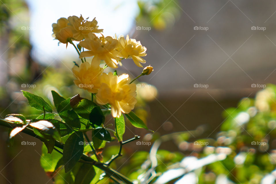 Close-up of flowers growing outdoors