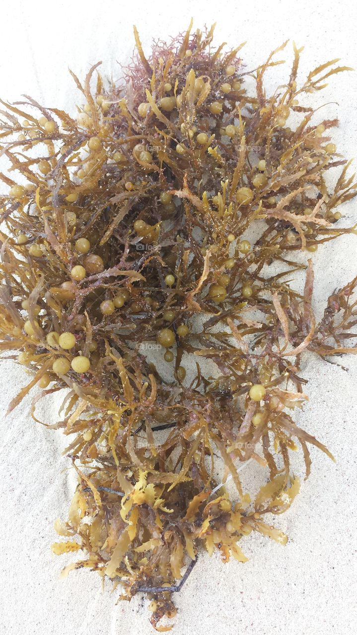 Sea Weed