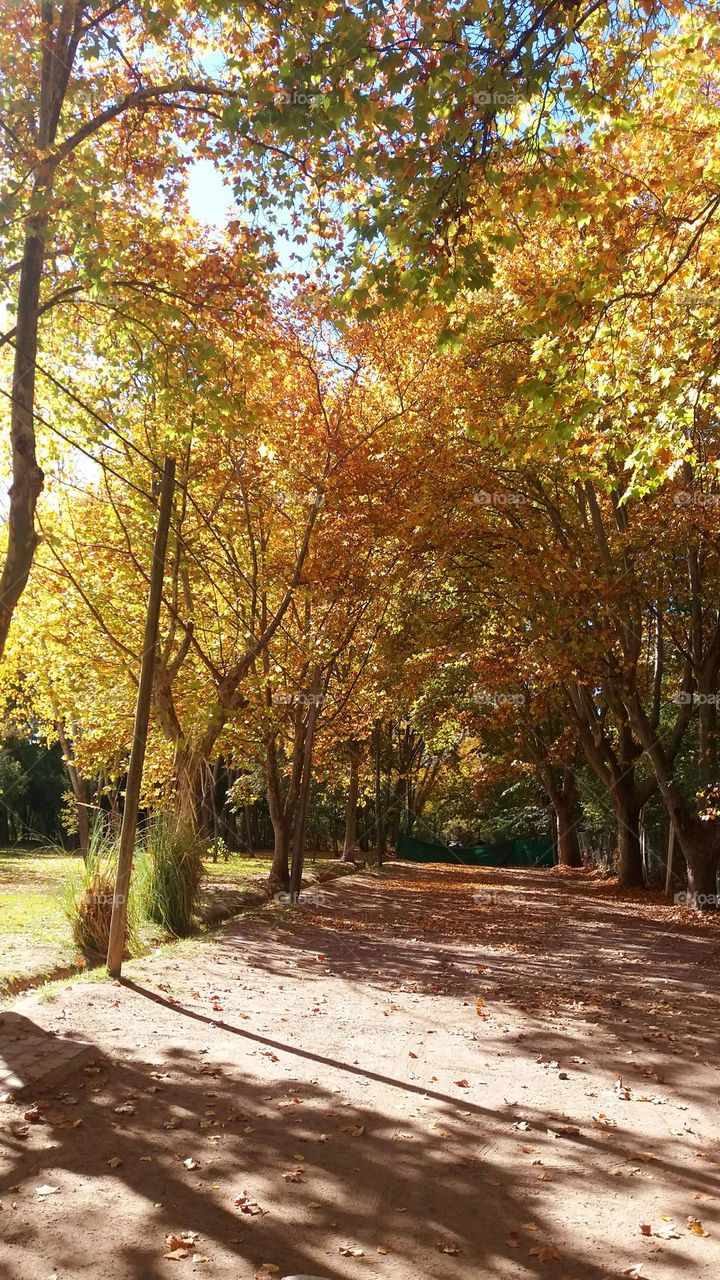 árboles en otoño