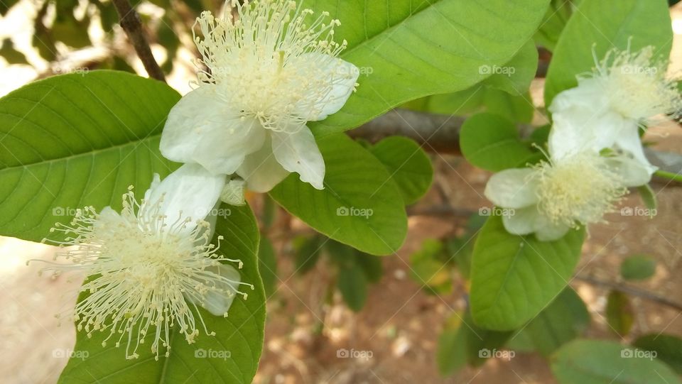Guava tree flowers