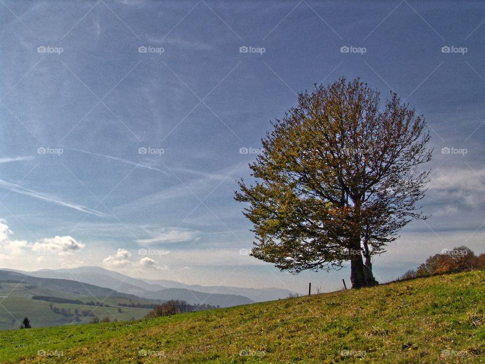 a tree on a hill