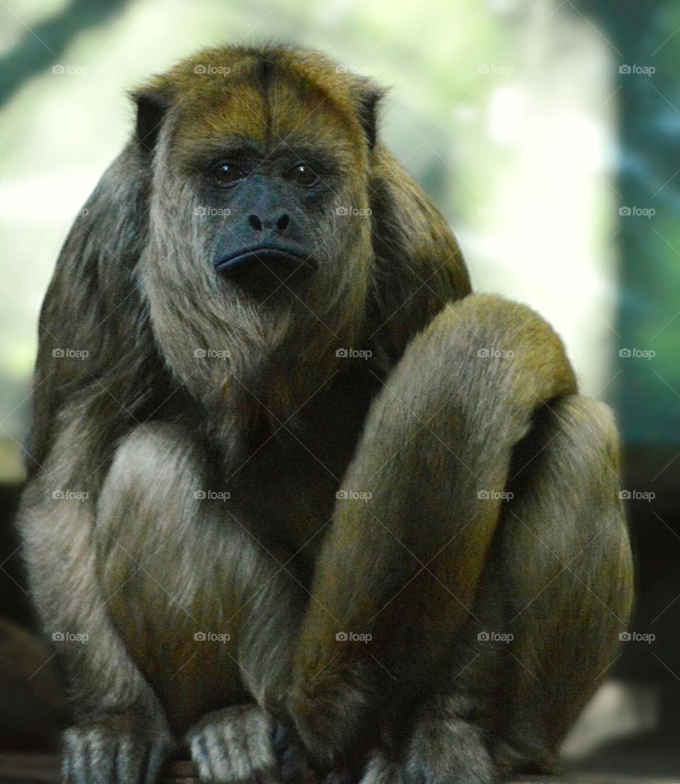 howler monkey