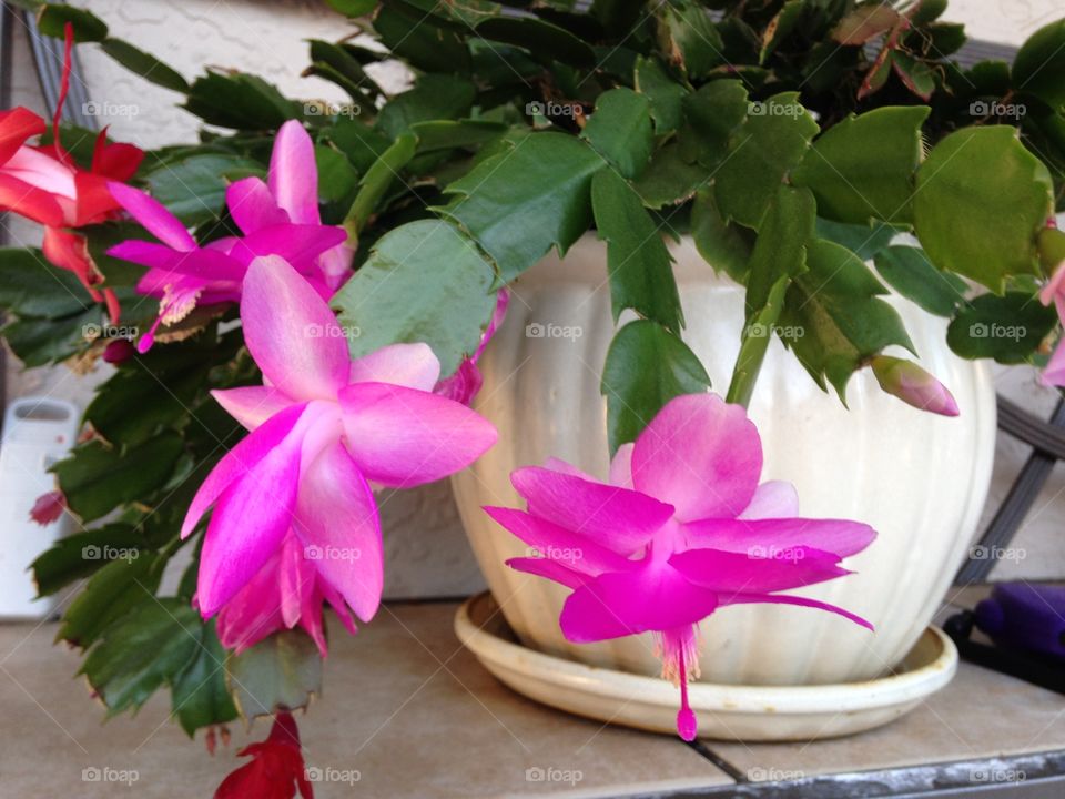 House plants in pots