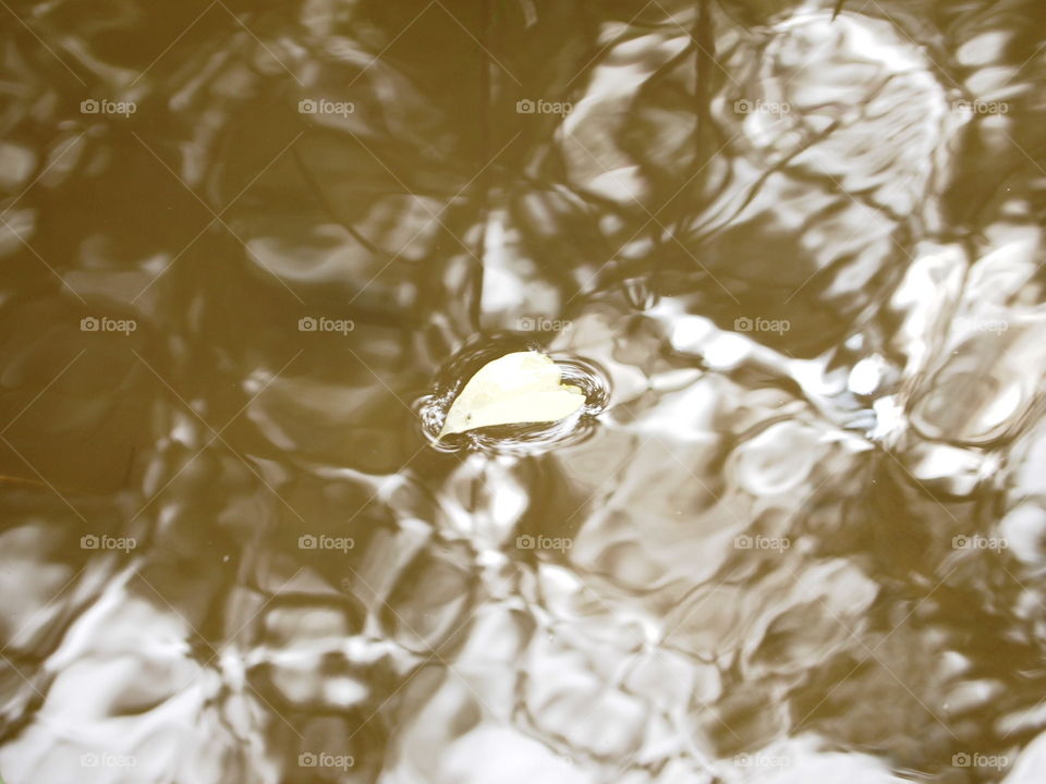 Floating leaf