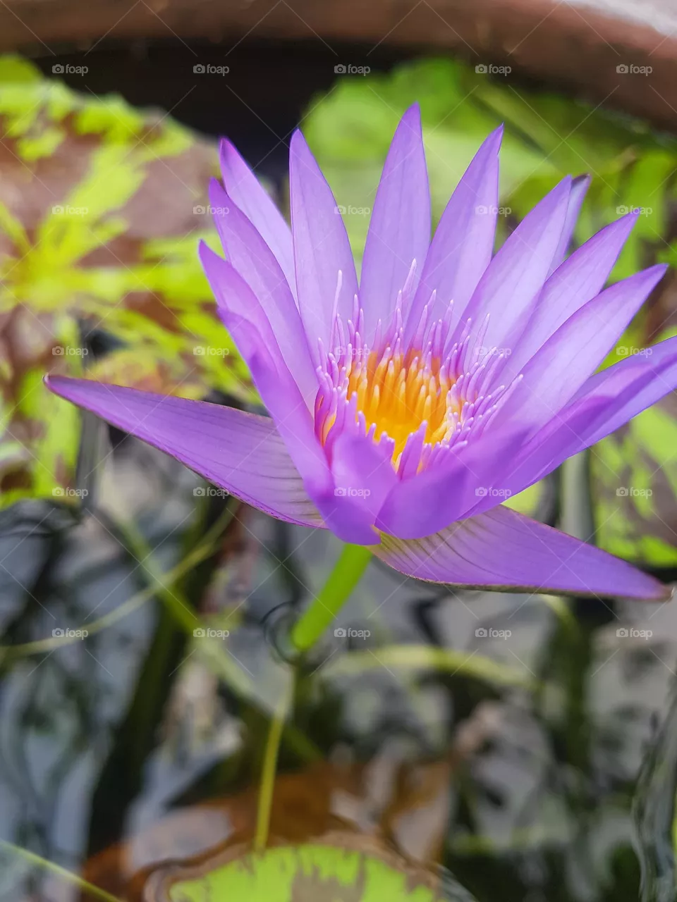 Lotus flower in the garden