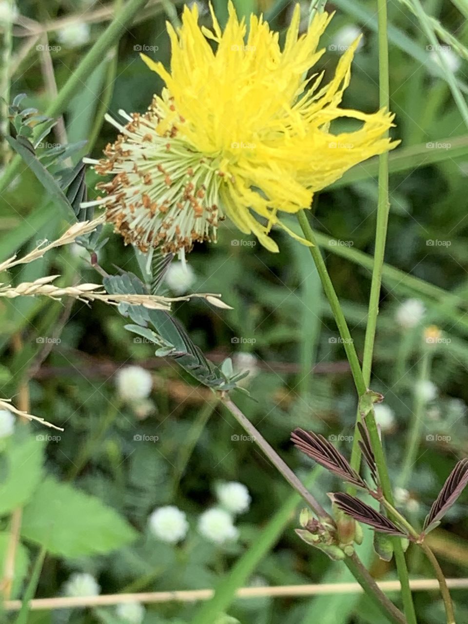 Plants around us.