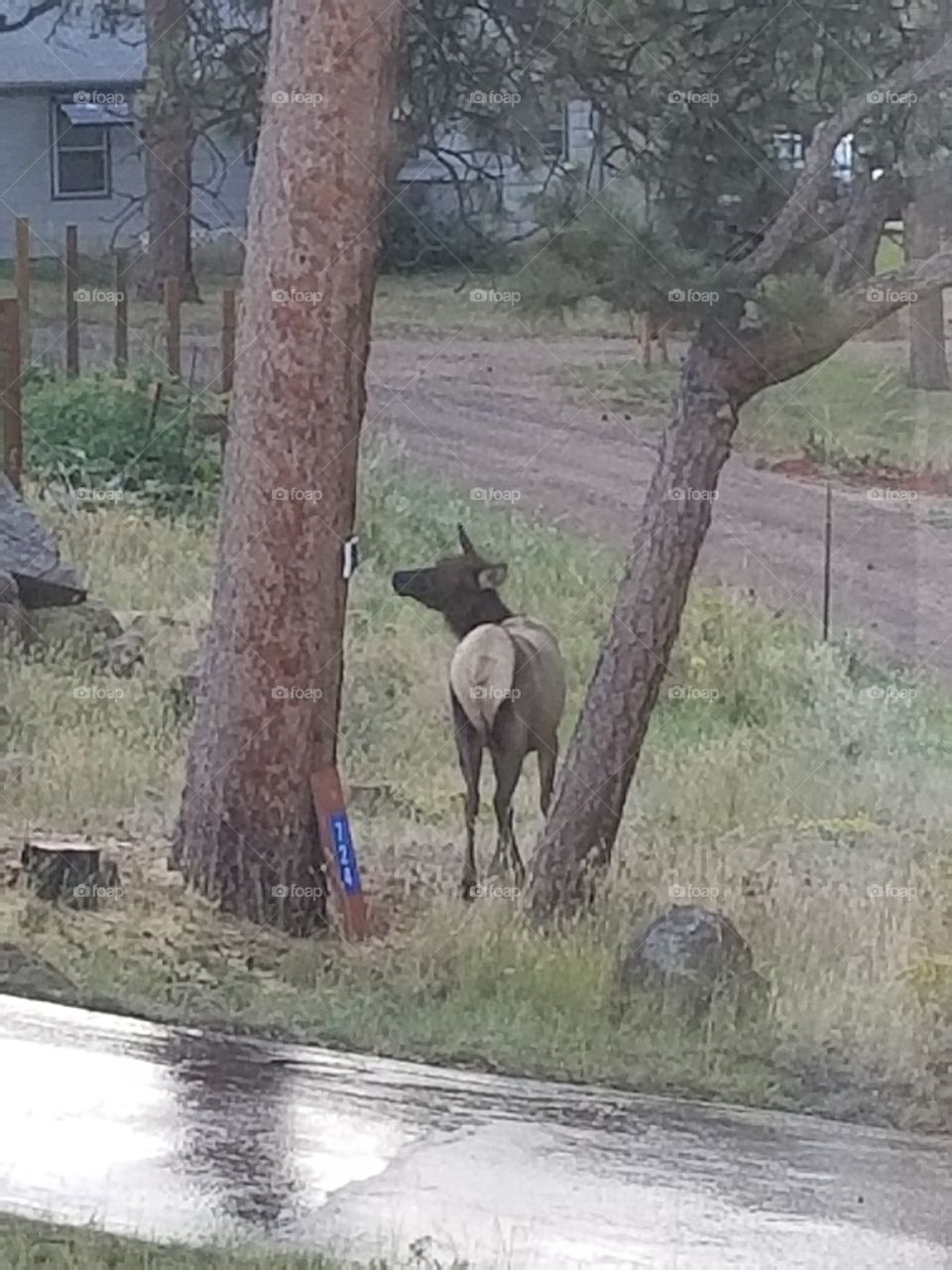 elk