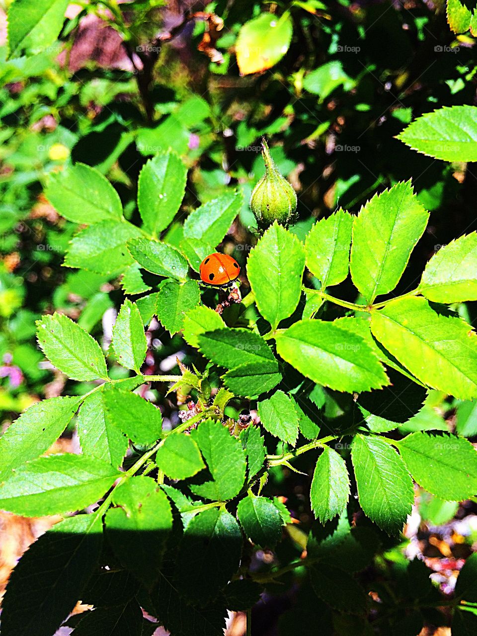 Ladybug in the morning, sign of a good day?