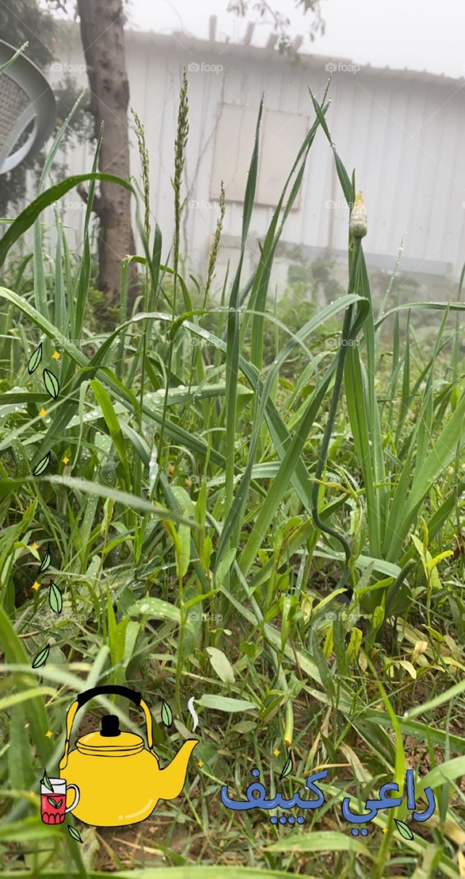 Beautiful weather, nice view in albaha city🌳🪨