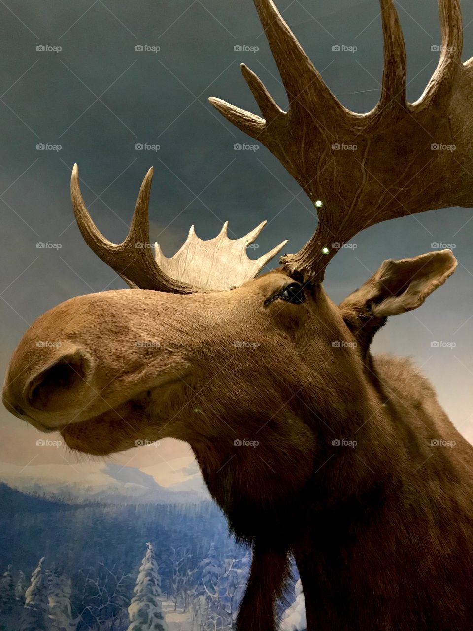 Moose taxidermy 