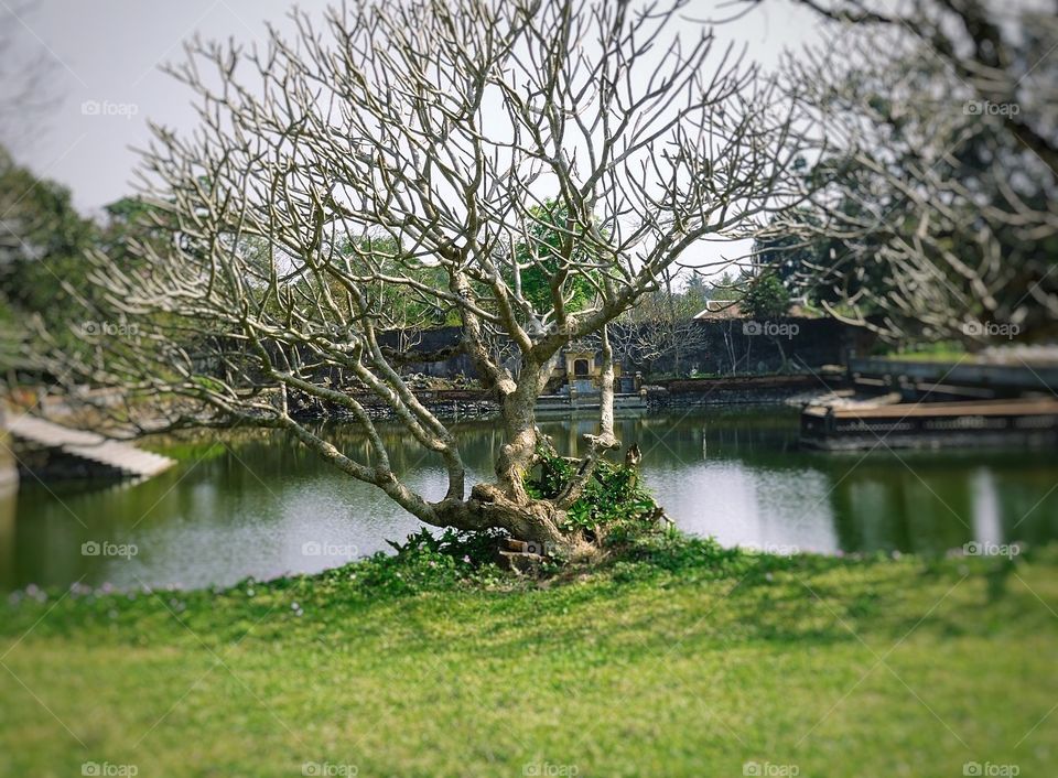 The trees. Trees around the lake . old scenery 