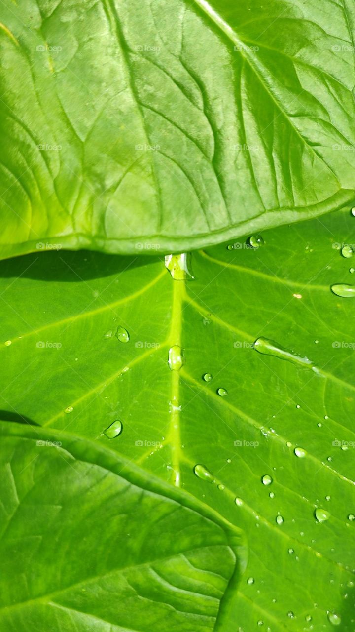 Beautiful water drops on a big leaf