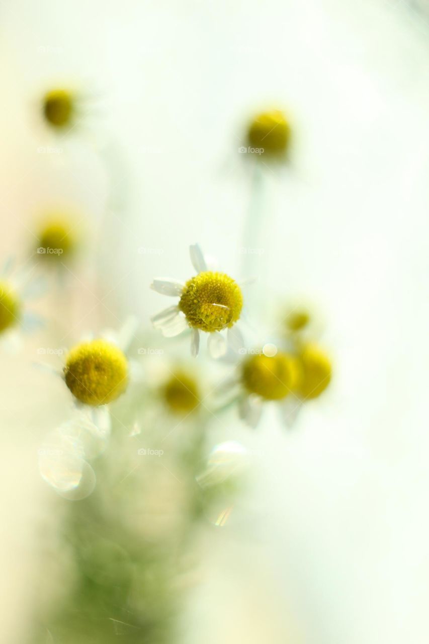 A bouquet of daisies in a transparent vase