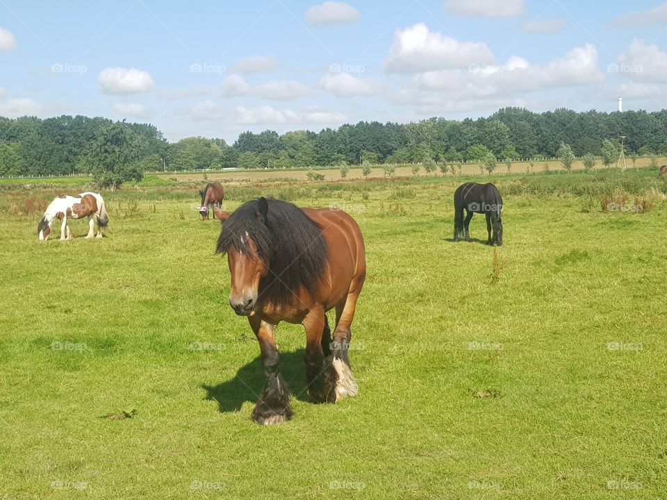 Four horses, enjoy the pasture.