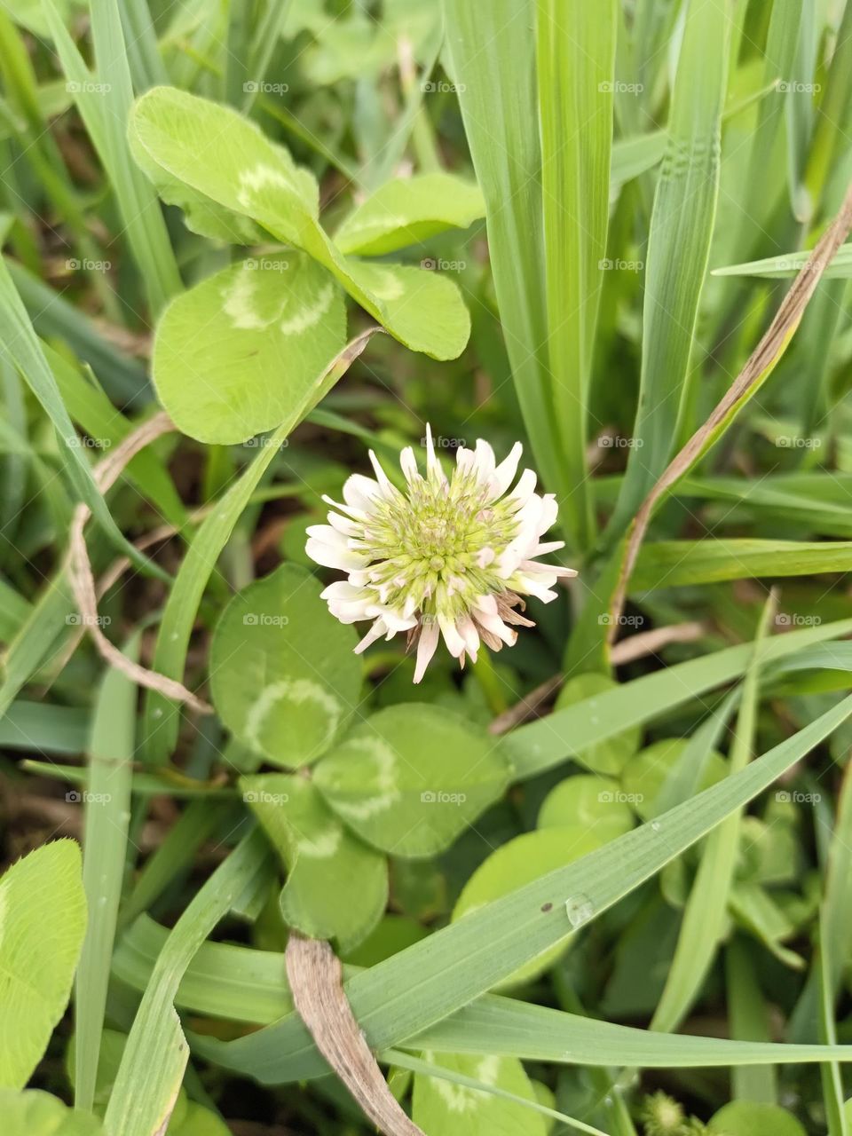 White Clover