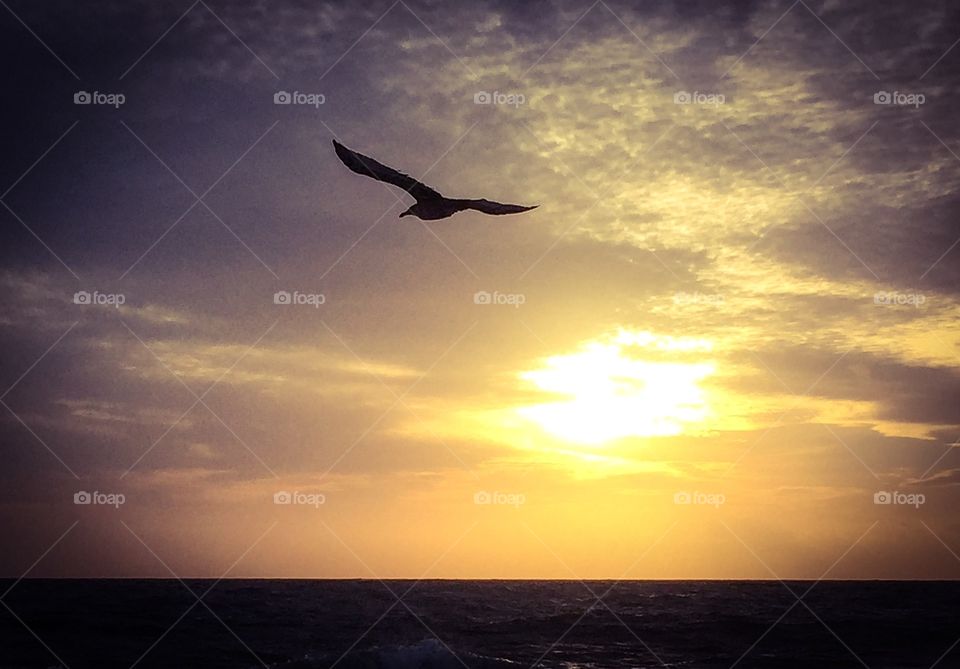 Seagull at sunset. 