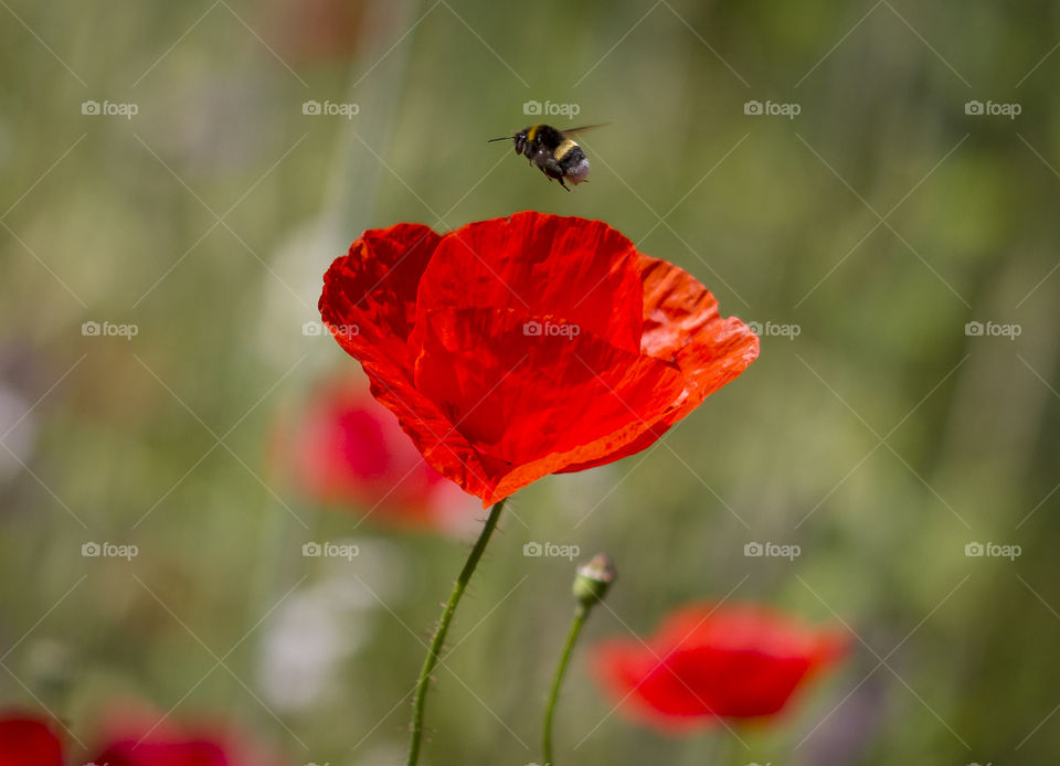 Bee hovering over flower