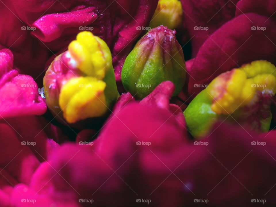 Close up of a purple flower