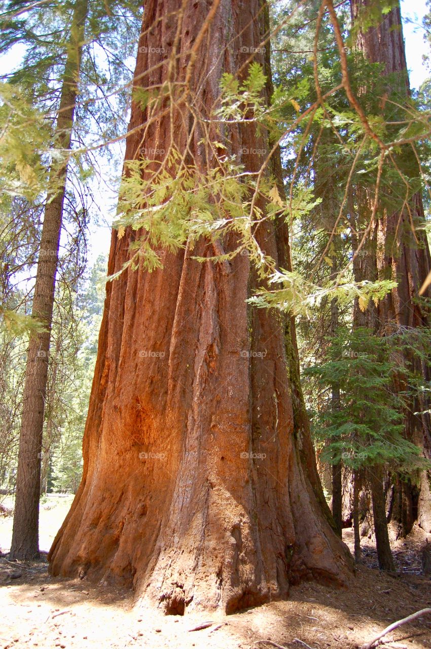 Sequoia Tree Base