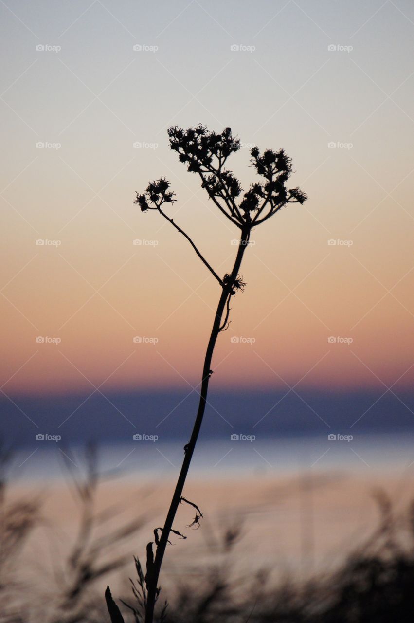 Flower in sunset