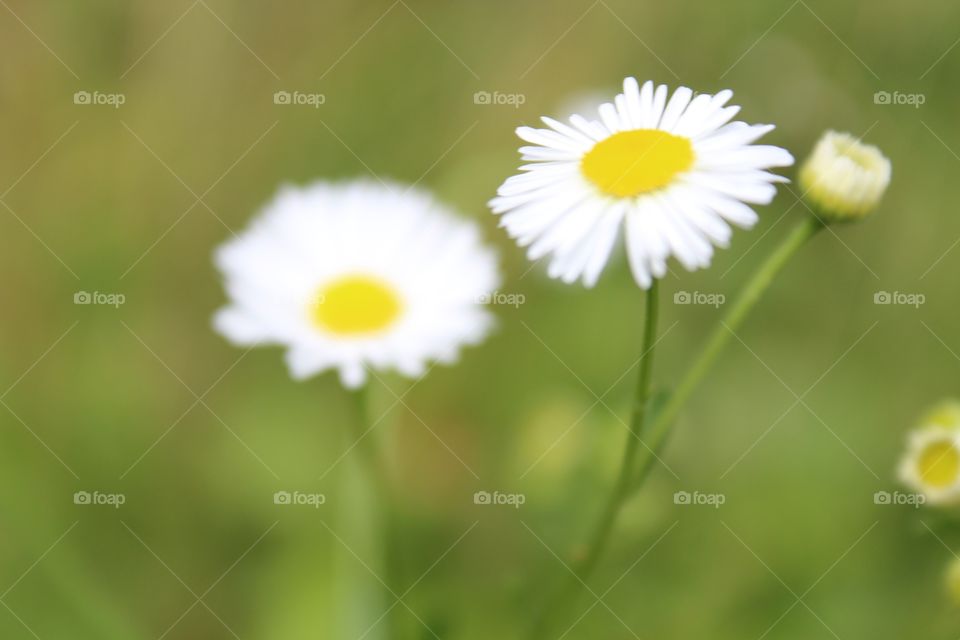 Two flower and a big from camping!!