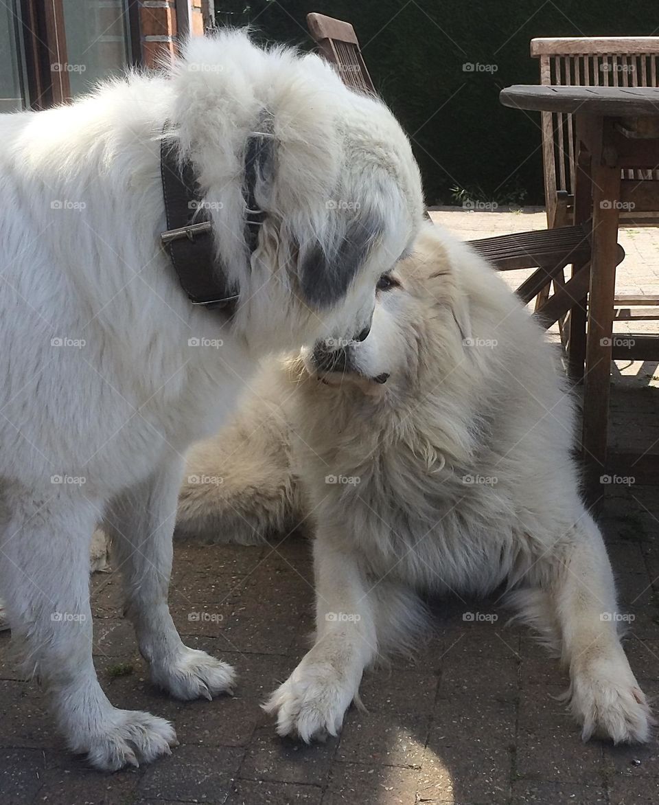 Love between two dogs