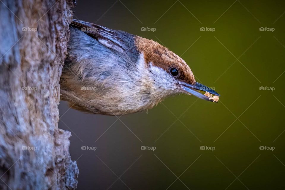 A Brown-headed Nuthatch clearing out a new home. Garner, North Carolina. 