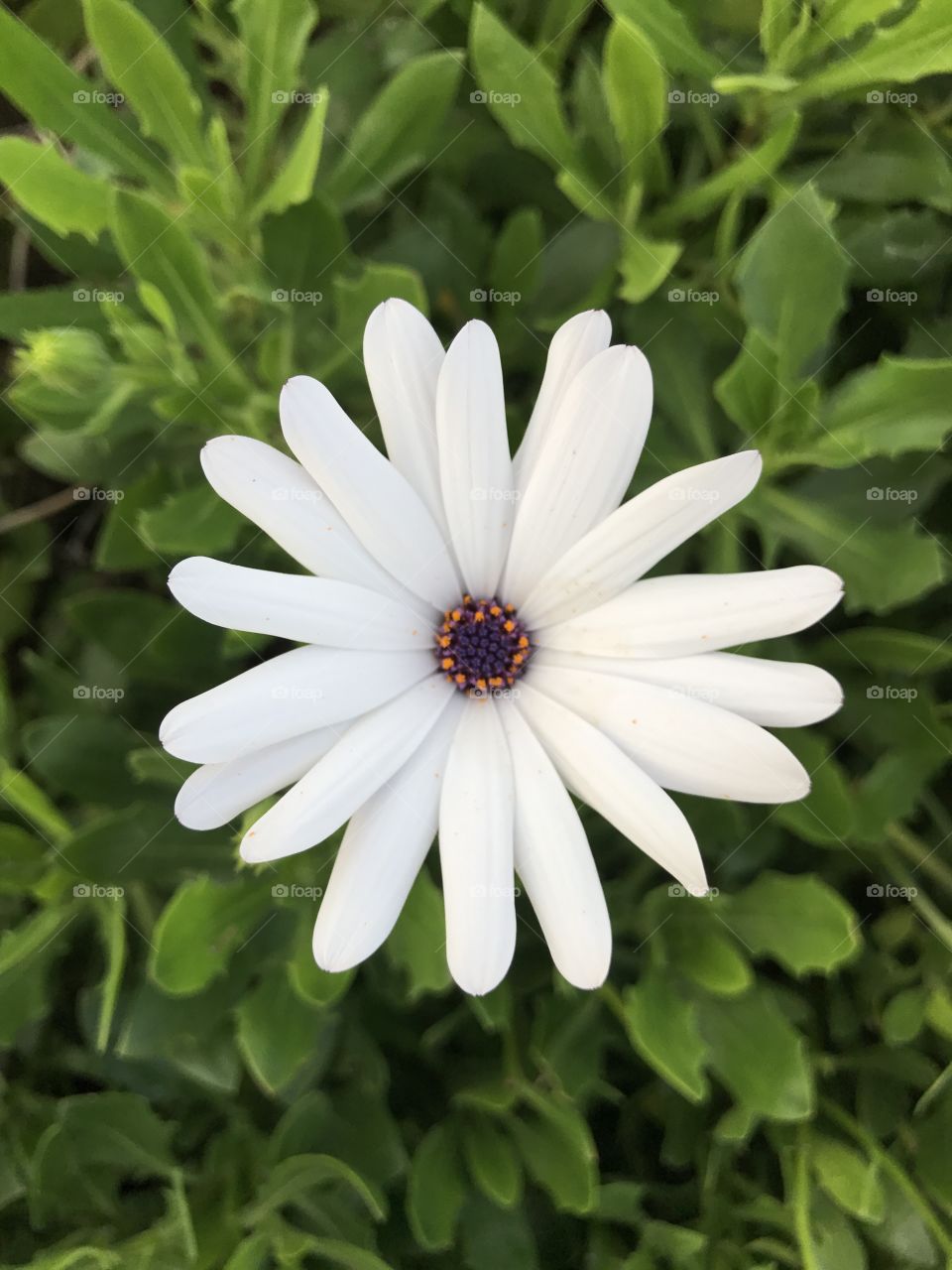 Beautiful white daisy from around the lake