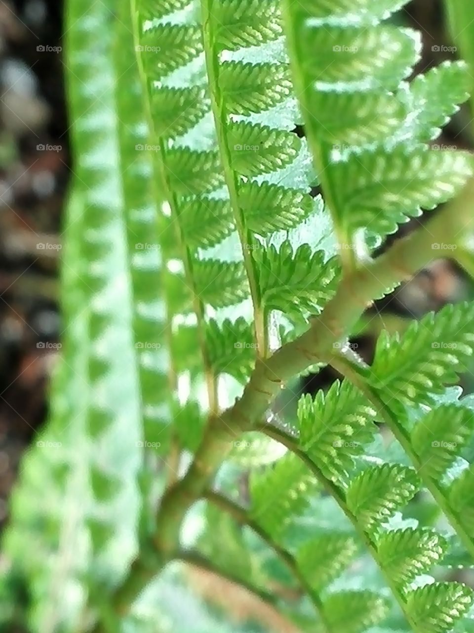 Fern