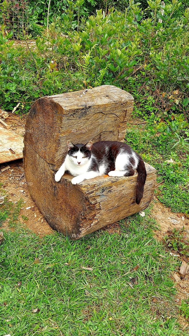 Gatinho lindo achou um tronco de árvore, que foi transformando em um assento perfeito. Na natureza tudo se cria.
