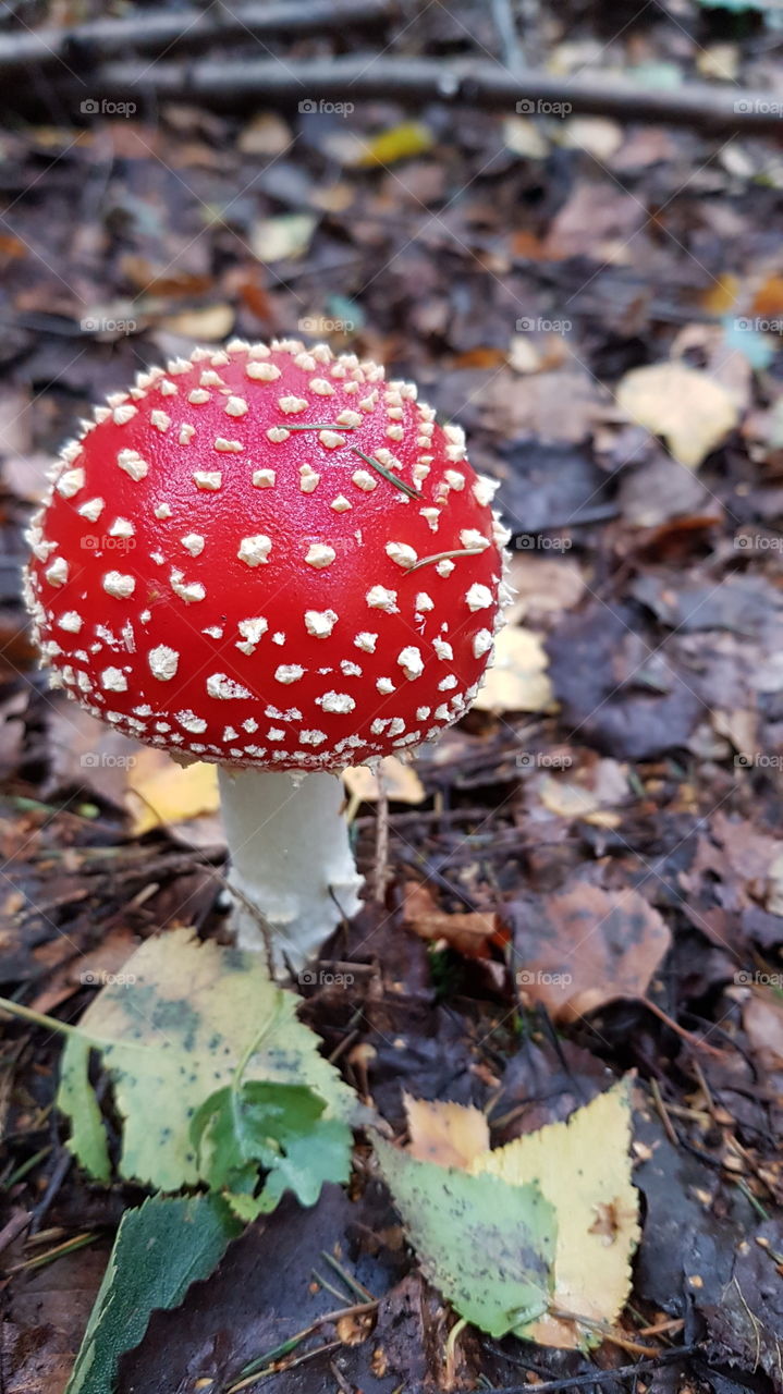 Fly Agaric in the Forest