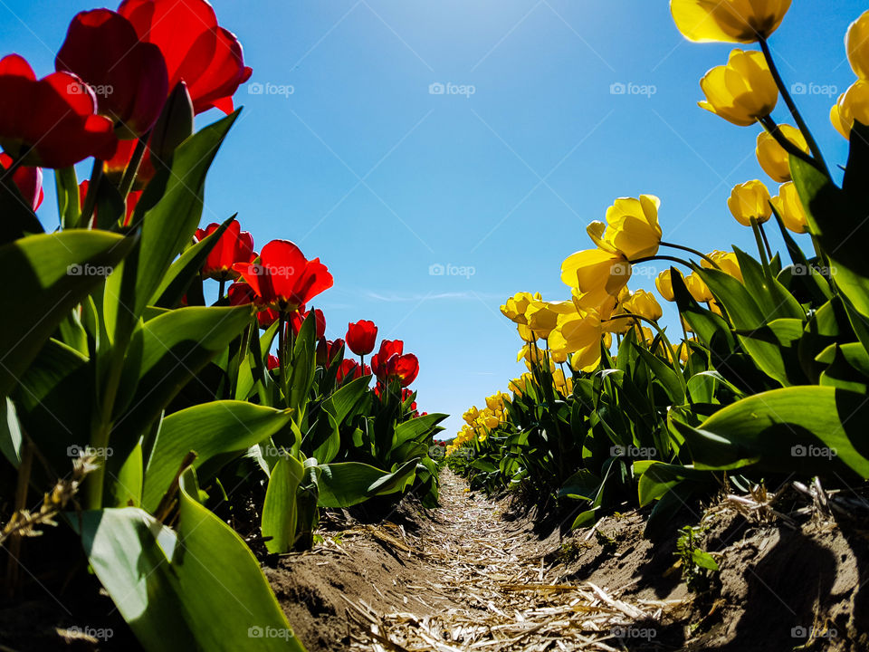 Red and yellow tulips in a large flower field in the Netherlands