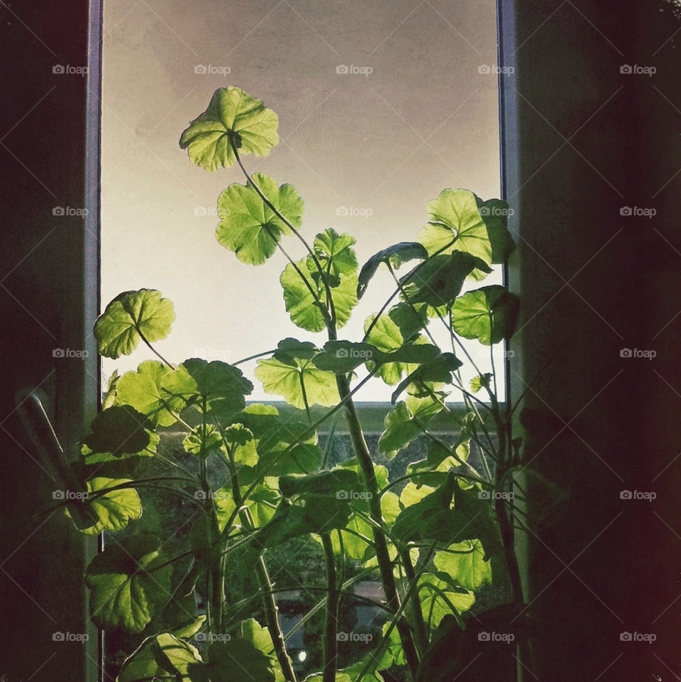 flower leaves plant window by kuzeytac