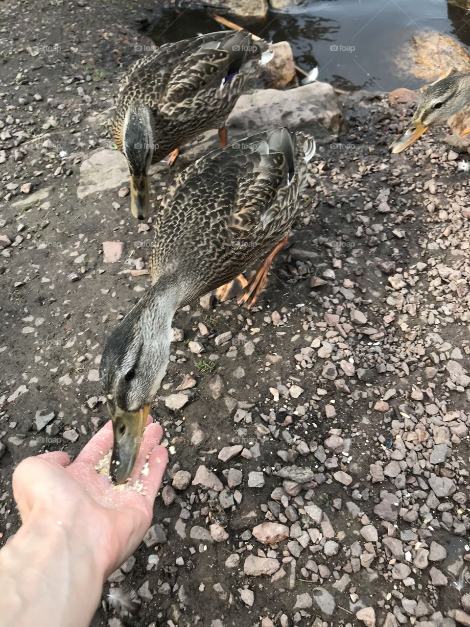 Duck eating seeds out of a person’s hand