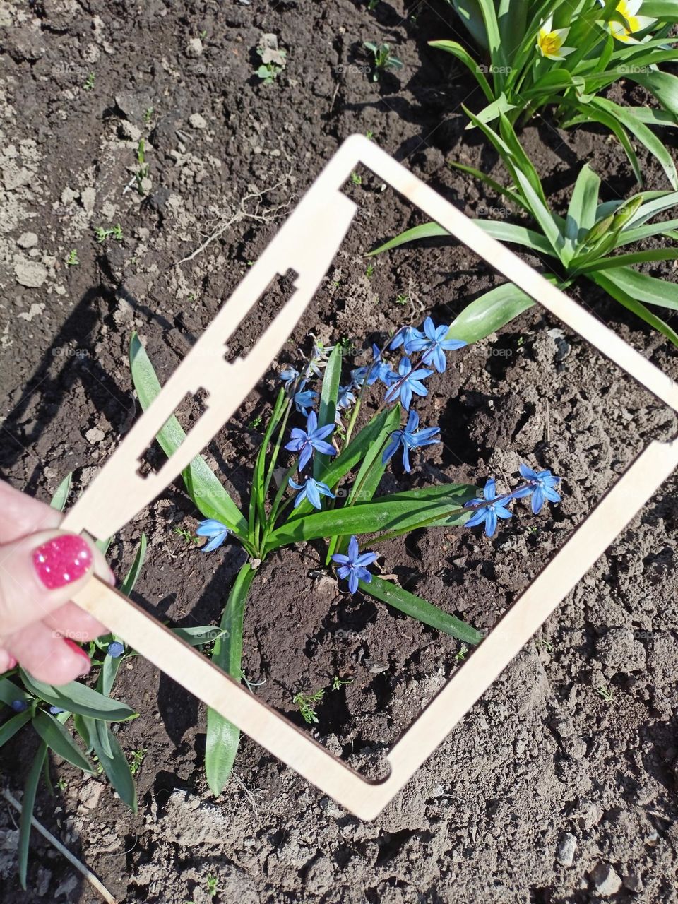 blue flowers, Scilla sibirica, Scilla siberica, flowers in a frame, plants, kitchen garden, flower bed, flower bed, hand holding frame, spring, sunny day, planting